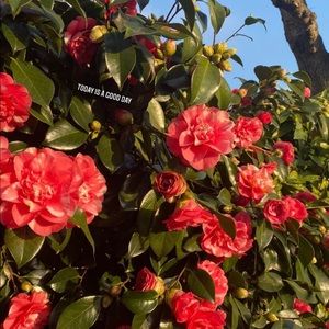 Meet your Posher, Luisa